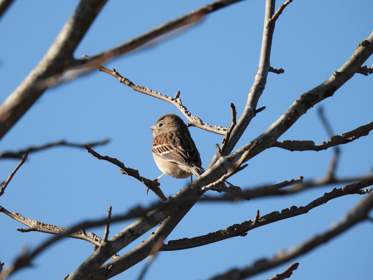 Field Sparrow - ML410194741