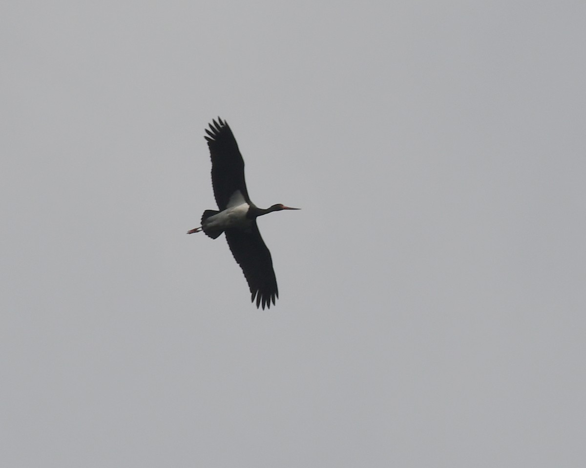 Black Stork - Anuj Saikia