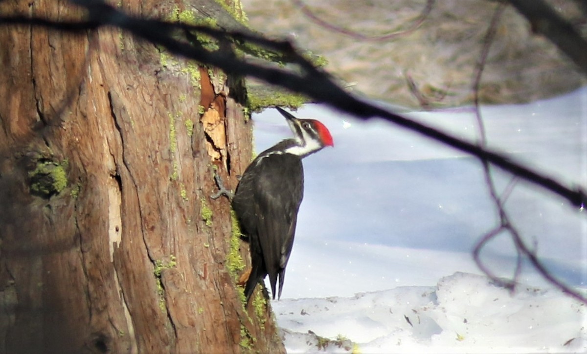 Pileated Woodpecker - ML410202891