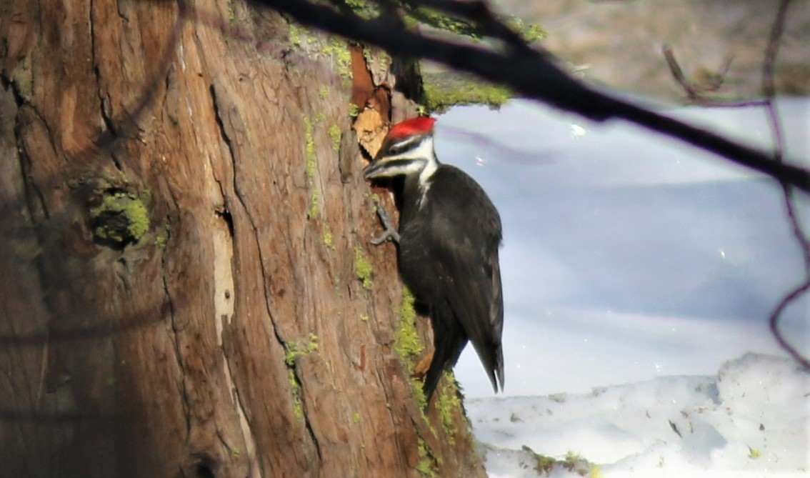 Pileated Woodpecker - ML410202911