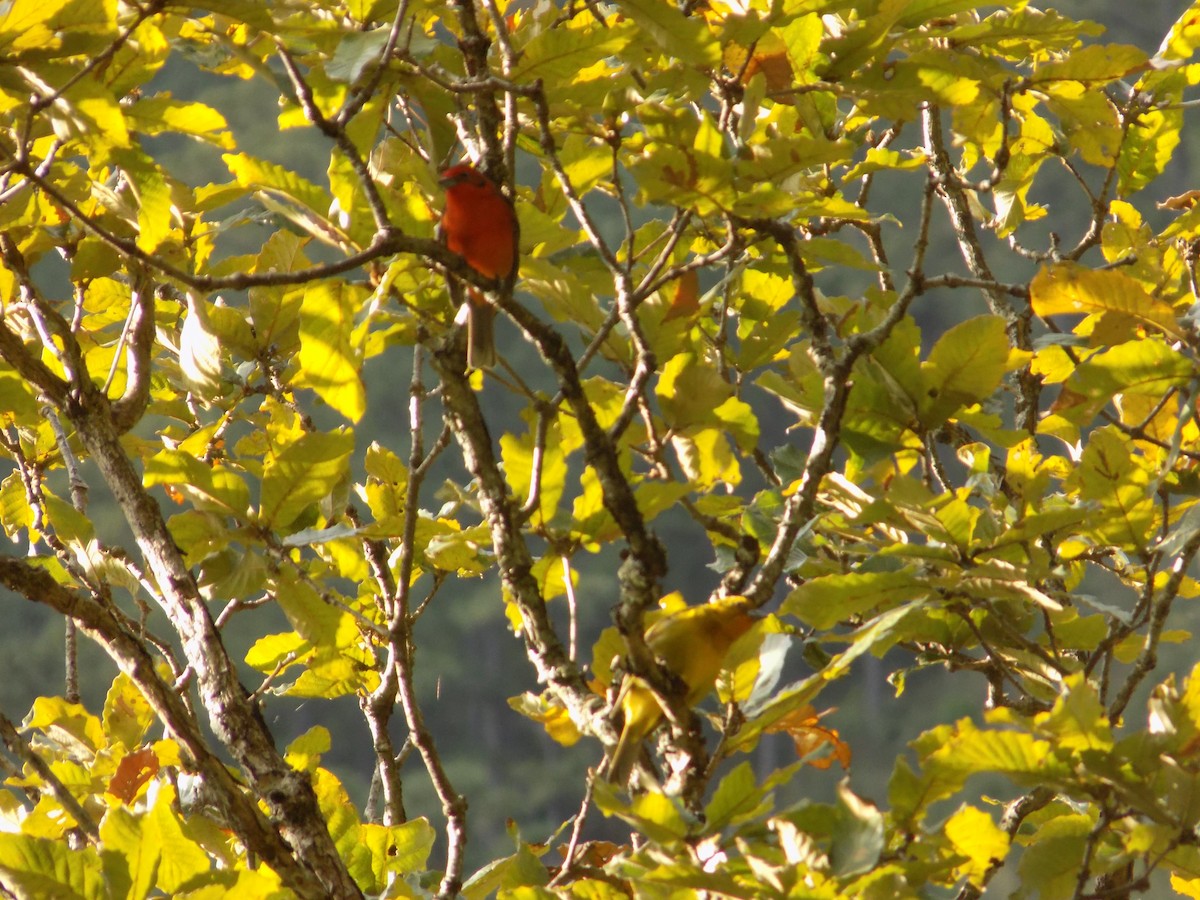Flame-colored Tanager - ML410207151