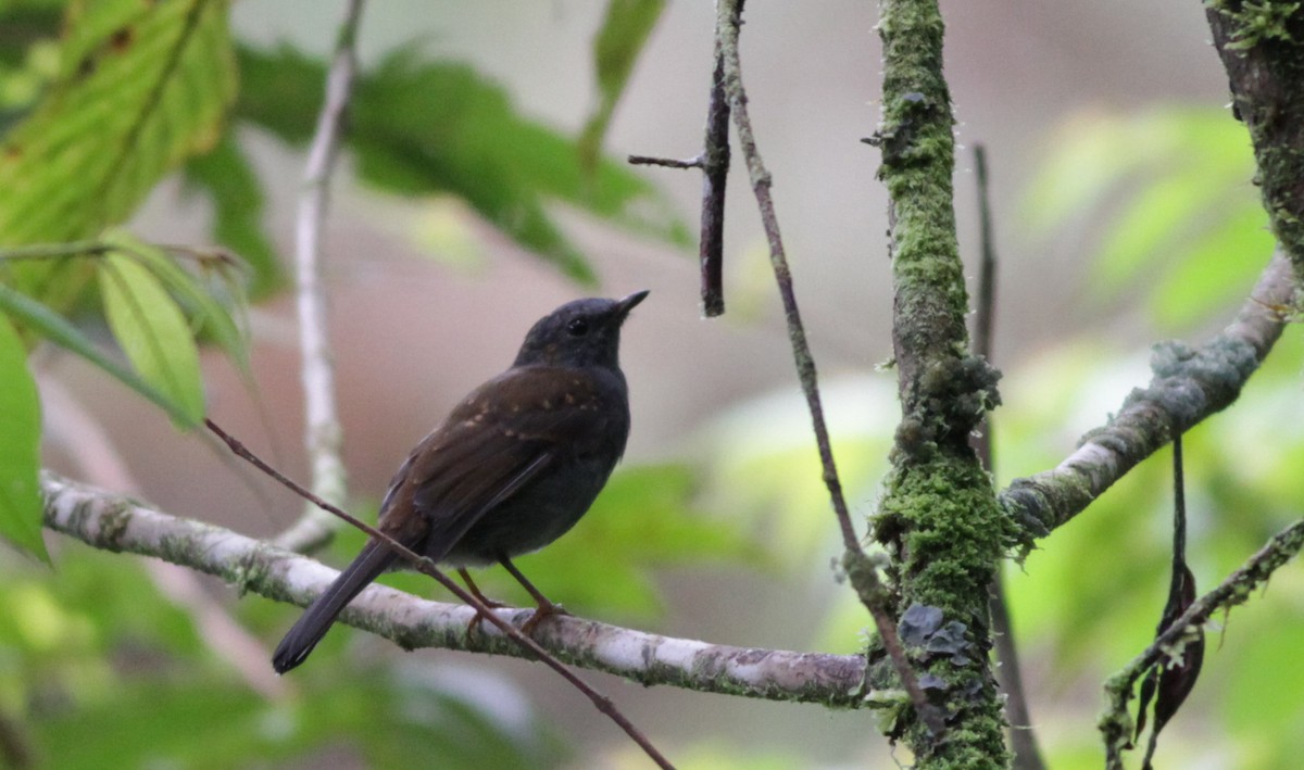 Andean Solitaire - Ian Davies