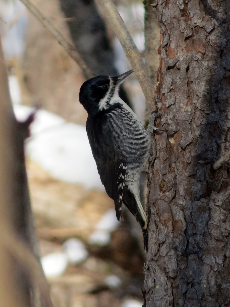 Black-backed Woodpecker - ML41021321