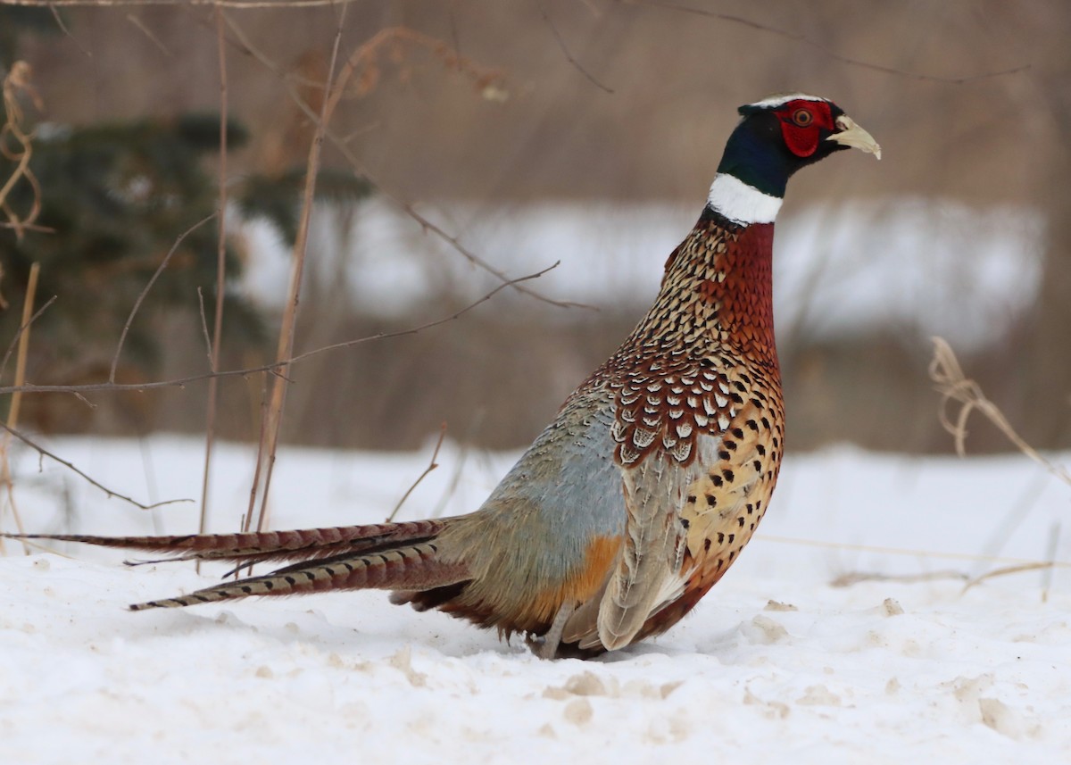 Ring-necked Pheasant - Stephen Taylor