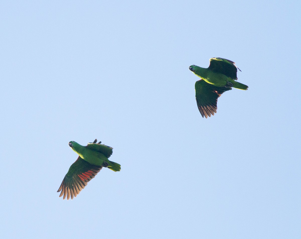 Yellow-crowned Parrot - ML410218881