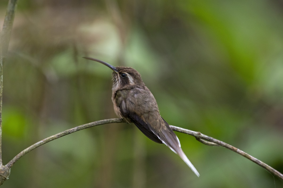 kolibřík temnohrdlý - ML410221621