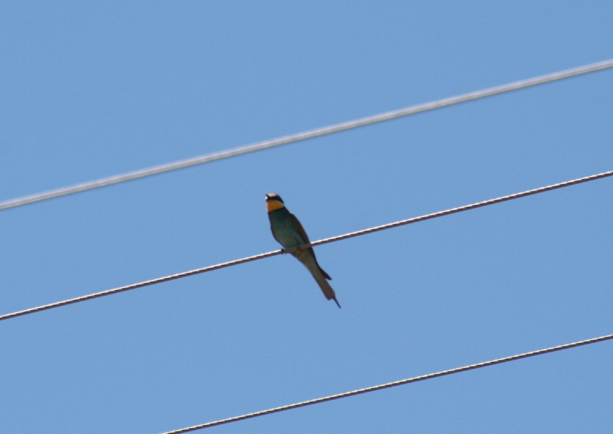 European Bee-eater - ML410225191