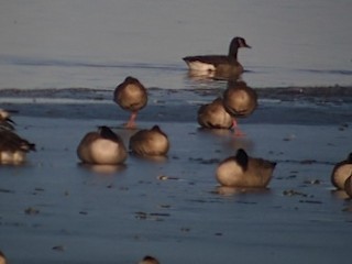 Greater White-fronted Goose, ML41023901