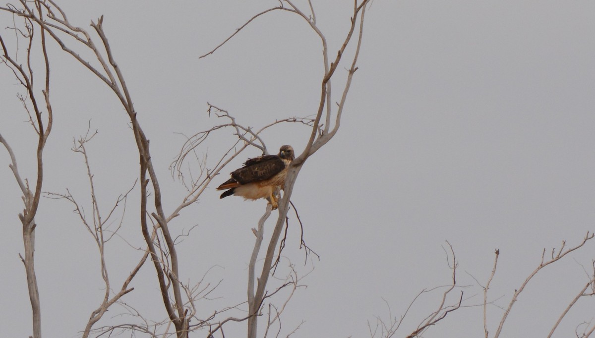 Red-tailed Hawk - ML41024591
