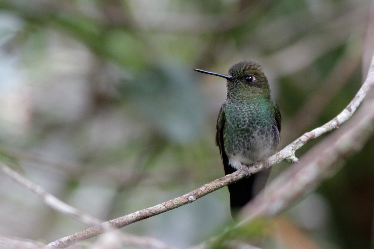 kolibřík zelenkavý - ML41025831