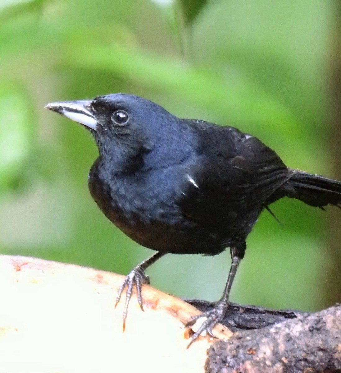 White-lined Tanager - ML410261431