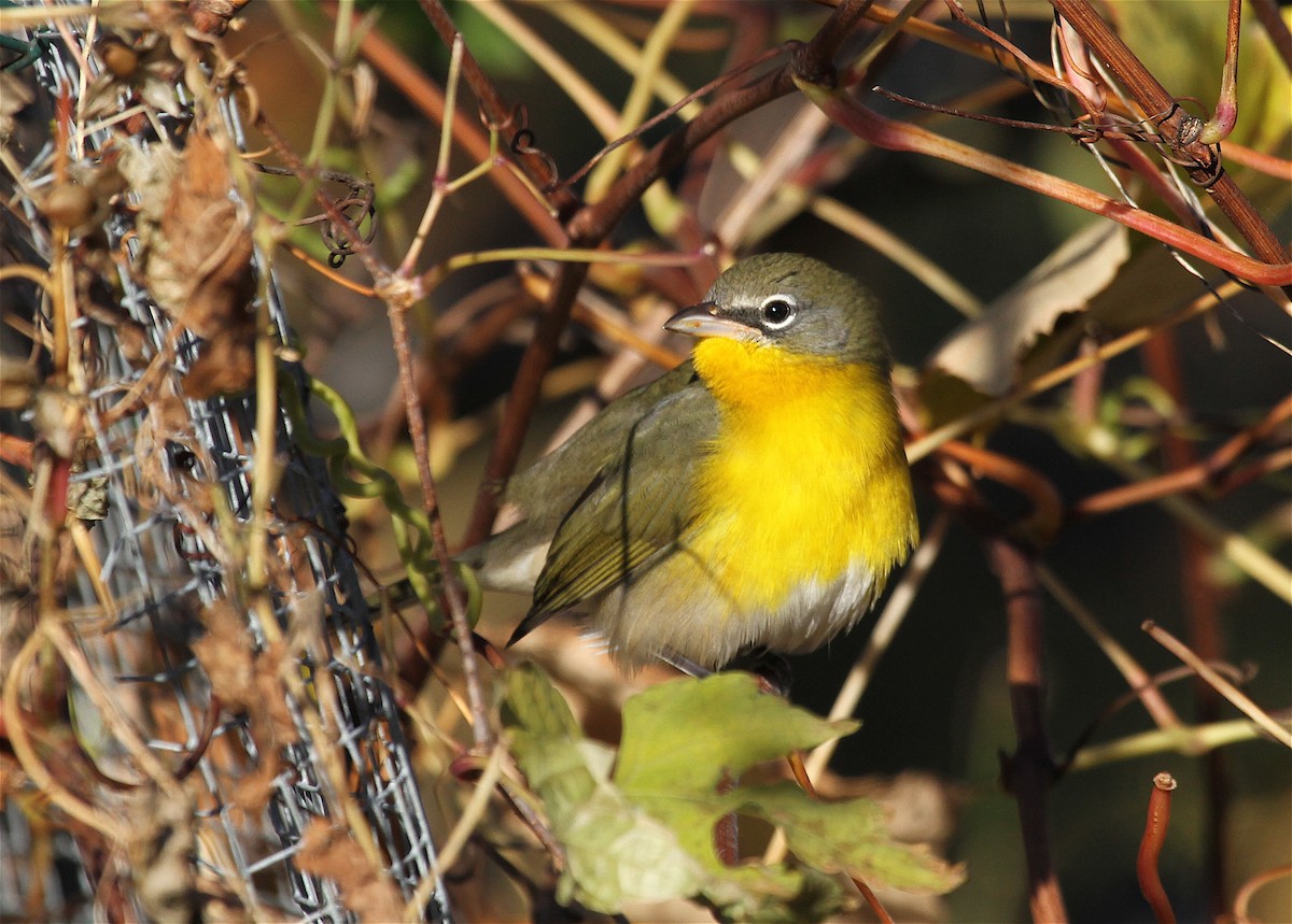 Yellow-breasted Chat - ML41026151