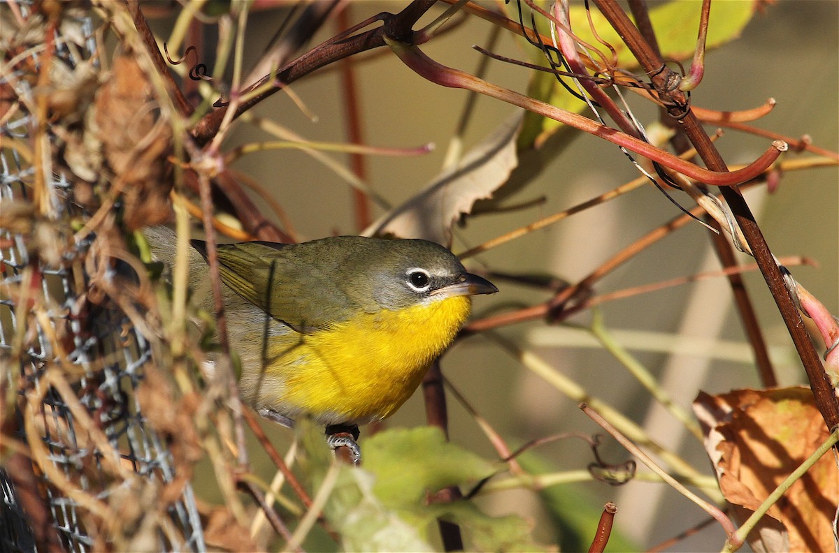 Yellow-breasted Chat - ML41026181