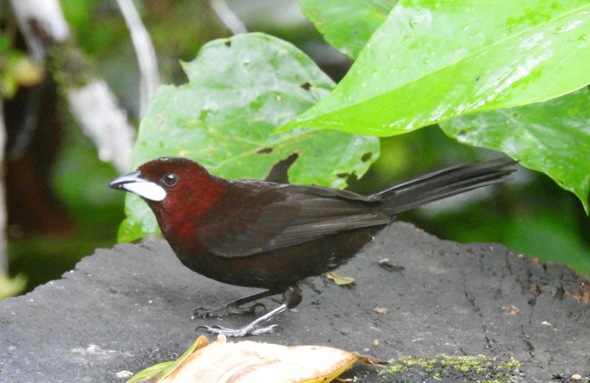 Silver-beaked Tanager - ML410262571