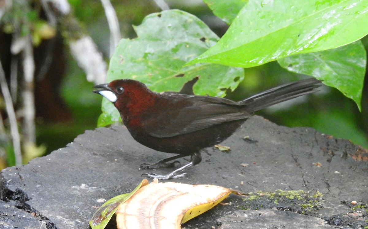 Silver-beaked Tanager - ML410262581