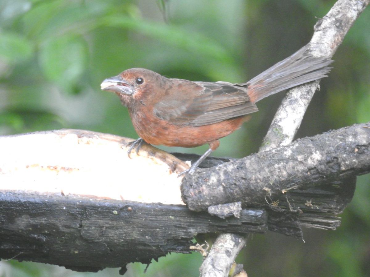 Silver-beaked Tanager - ML410263021