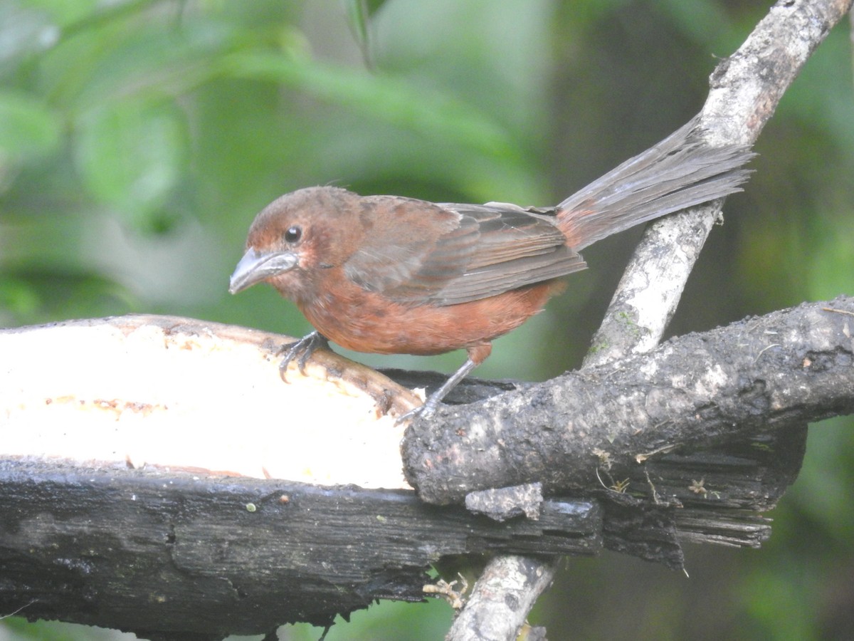 Silver-beaked Tanager - ML410263081