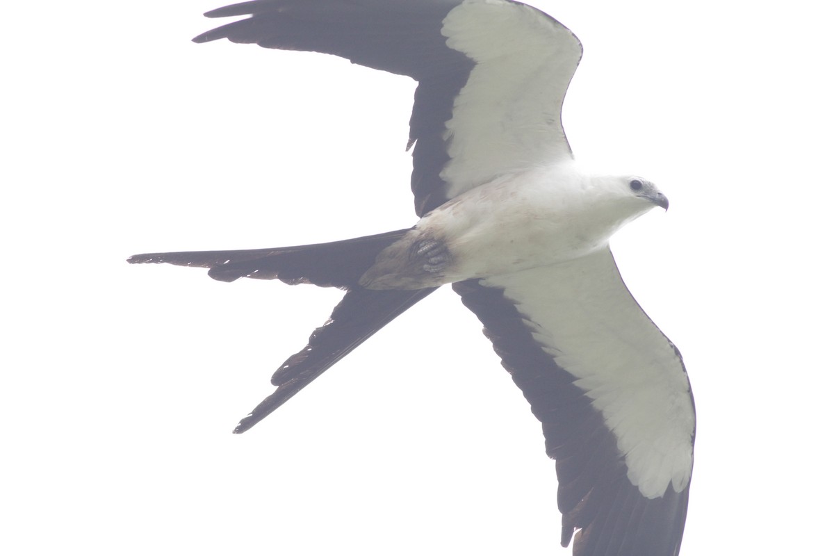Swallow-tailed Kite - Ian Davies