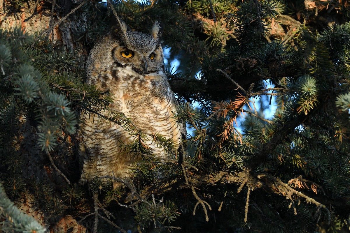 Great Horned Owl - ML410266961