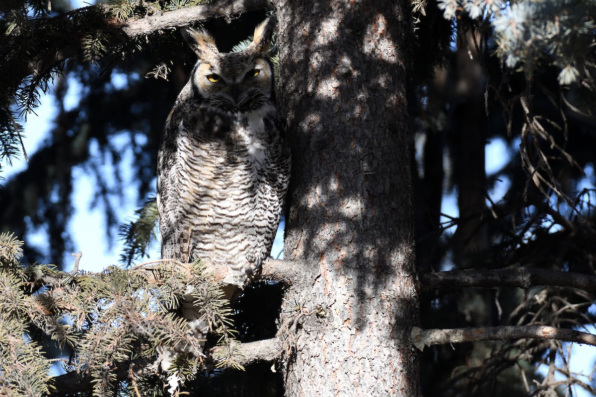 Great Horned Owl - ML410266981