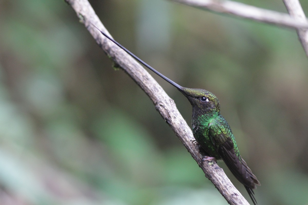 Sword-billed Hummingbird - Ian Davies