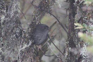  - Paramillo Tapaculo