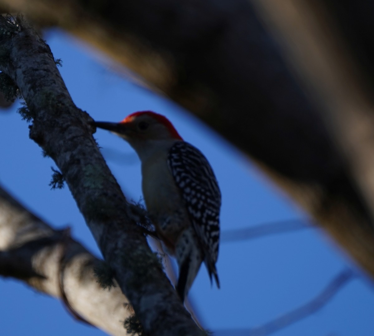 Red-bellied Woodpecker - ML410270411