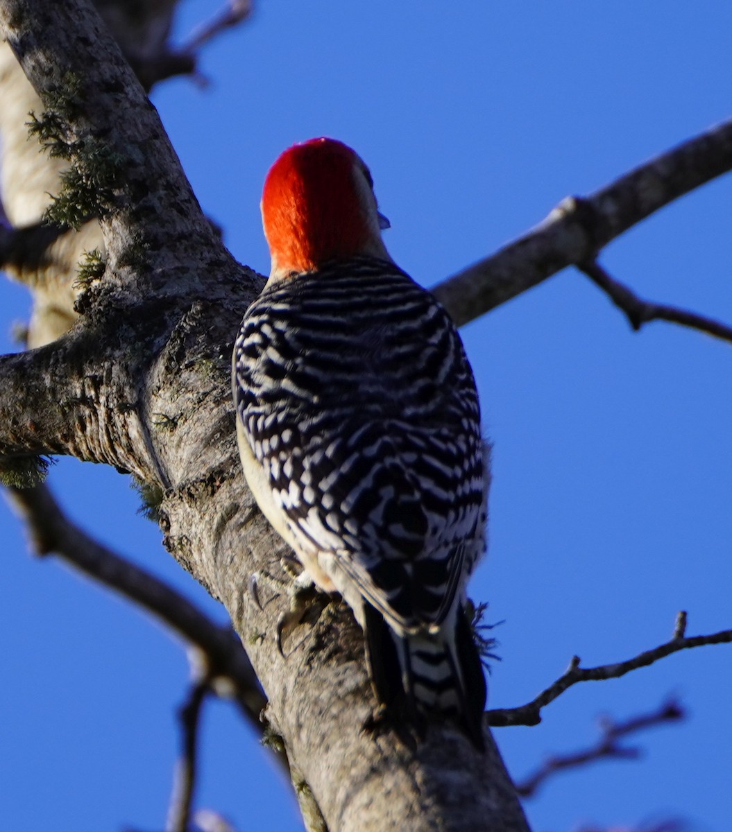 Red-bellied Woodpecker - ML410270491