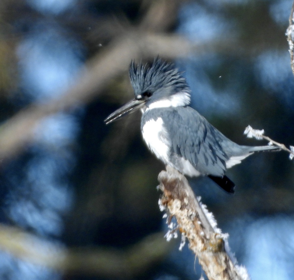 Belted Kingfisher - ML410275161