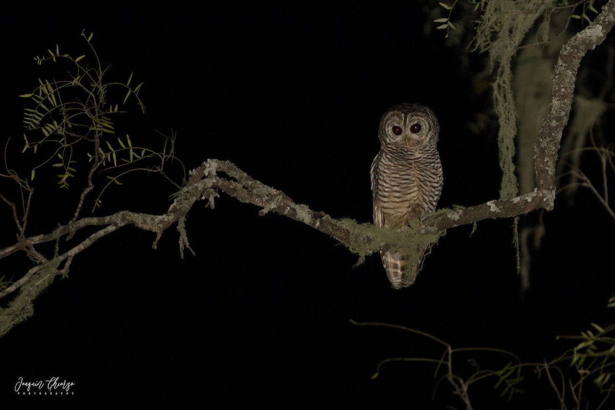 Chaco Owl - ML410277841
