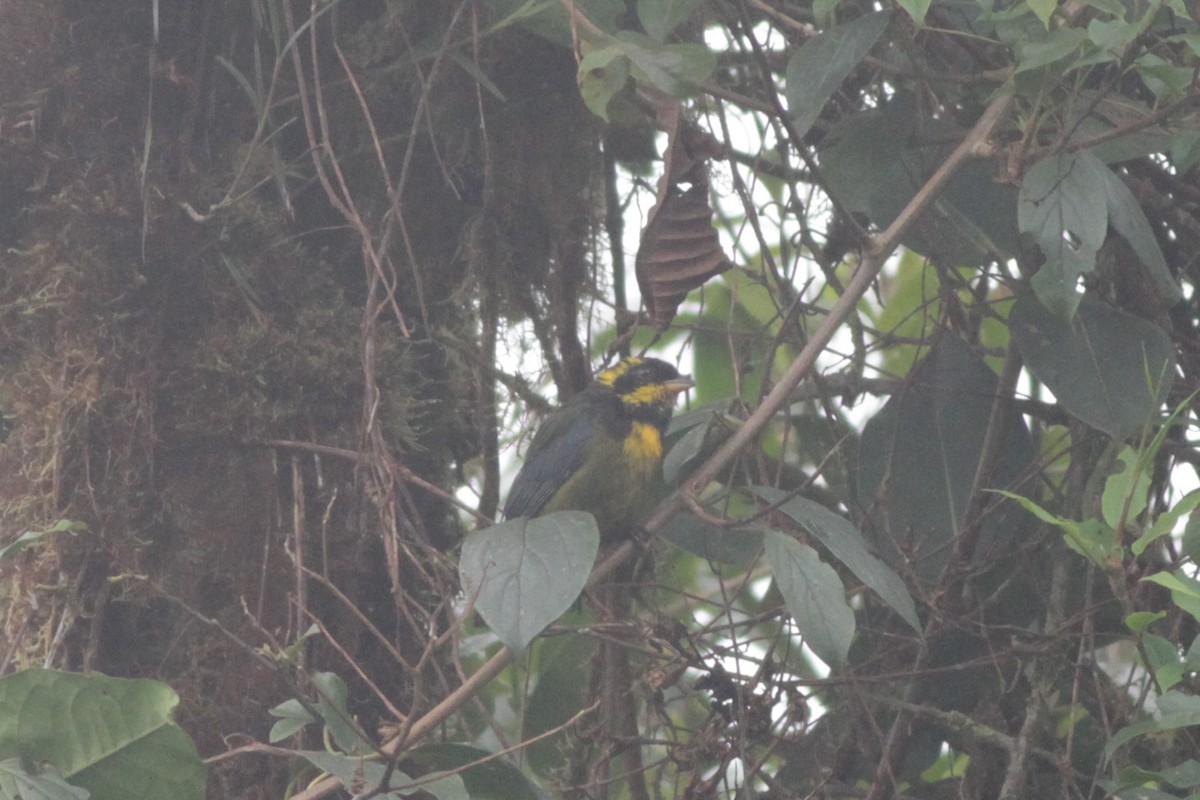 Gold-ringed Tanager - ML41028061