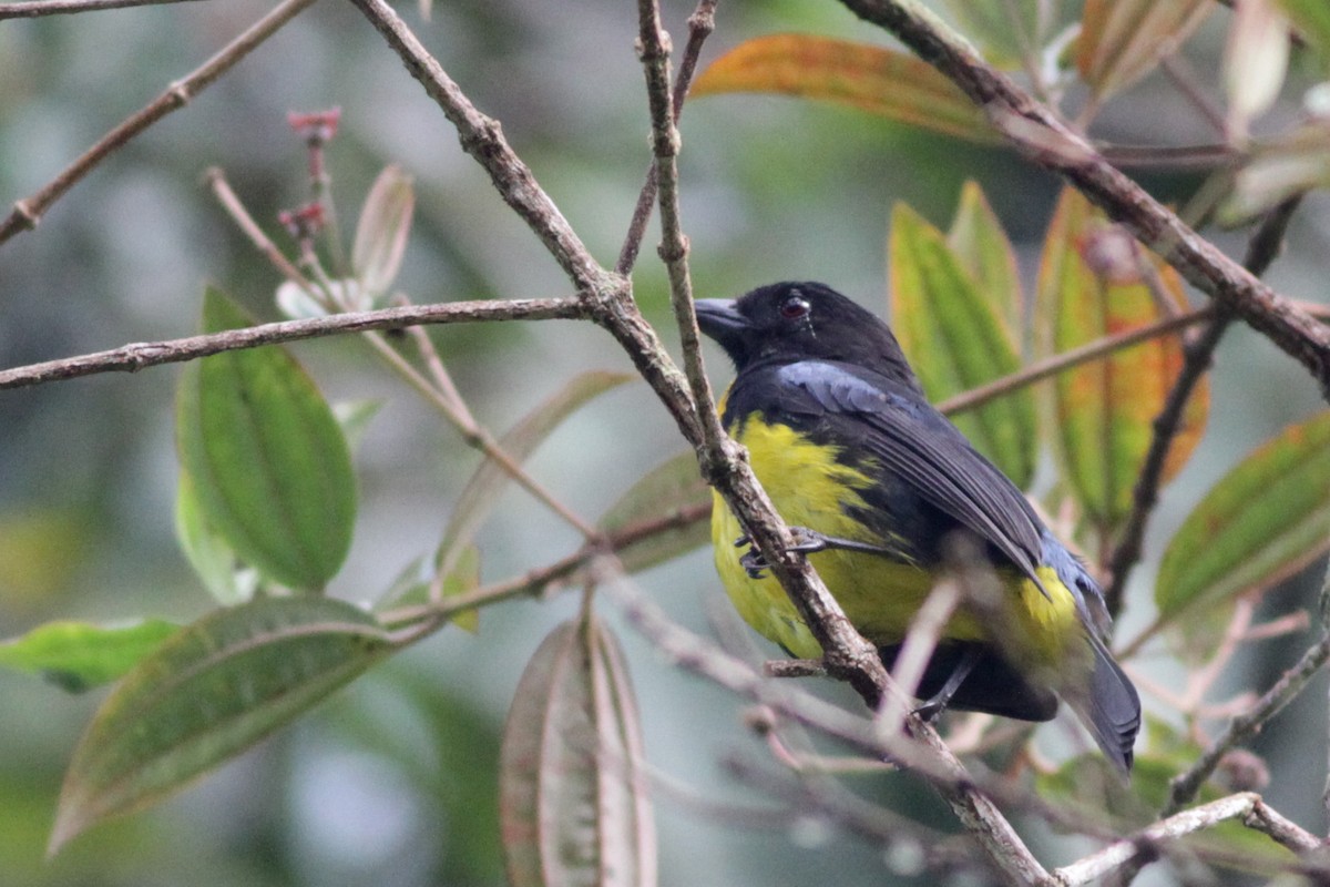 Black-and-gold Tanager - ML41028091