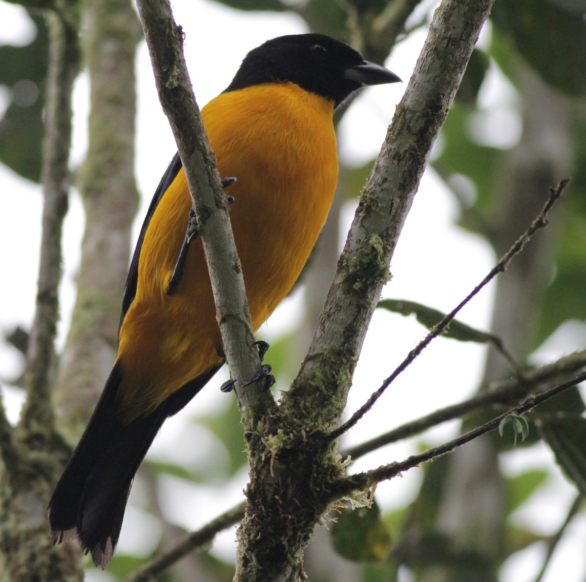 Black-chinned Mountain Tanager - ML41028111