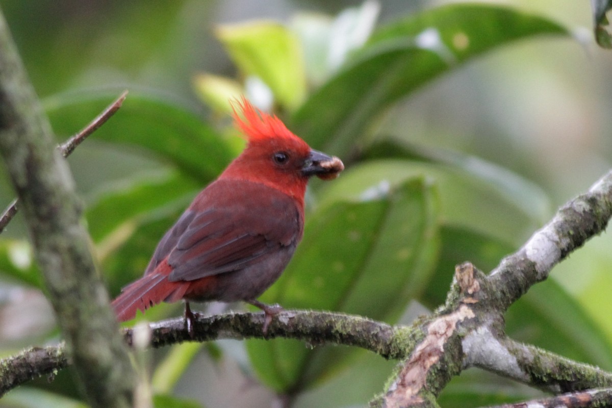 Crested Ant-Tanager - ML41028191