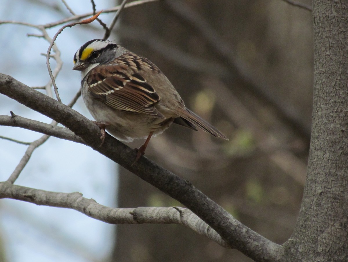 White-throated Sparrow - ML41028281