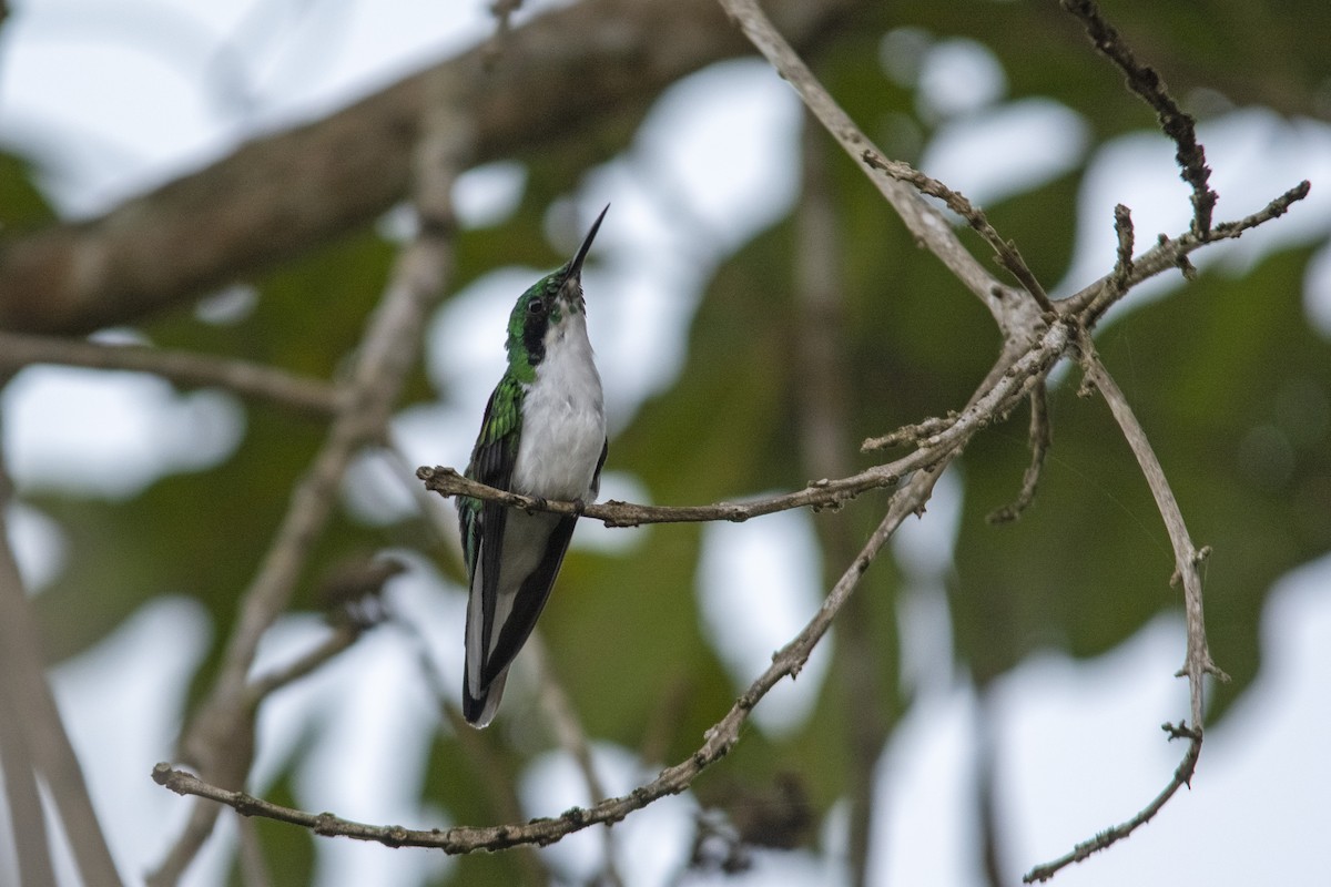 kolibřík černouchý - ML410285821