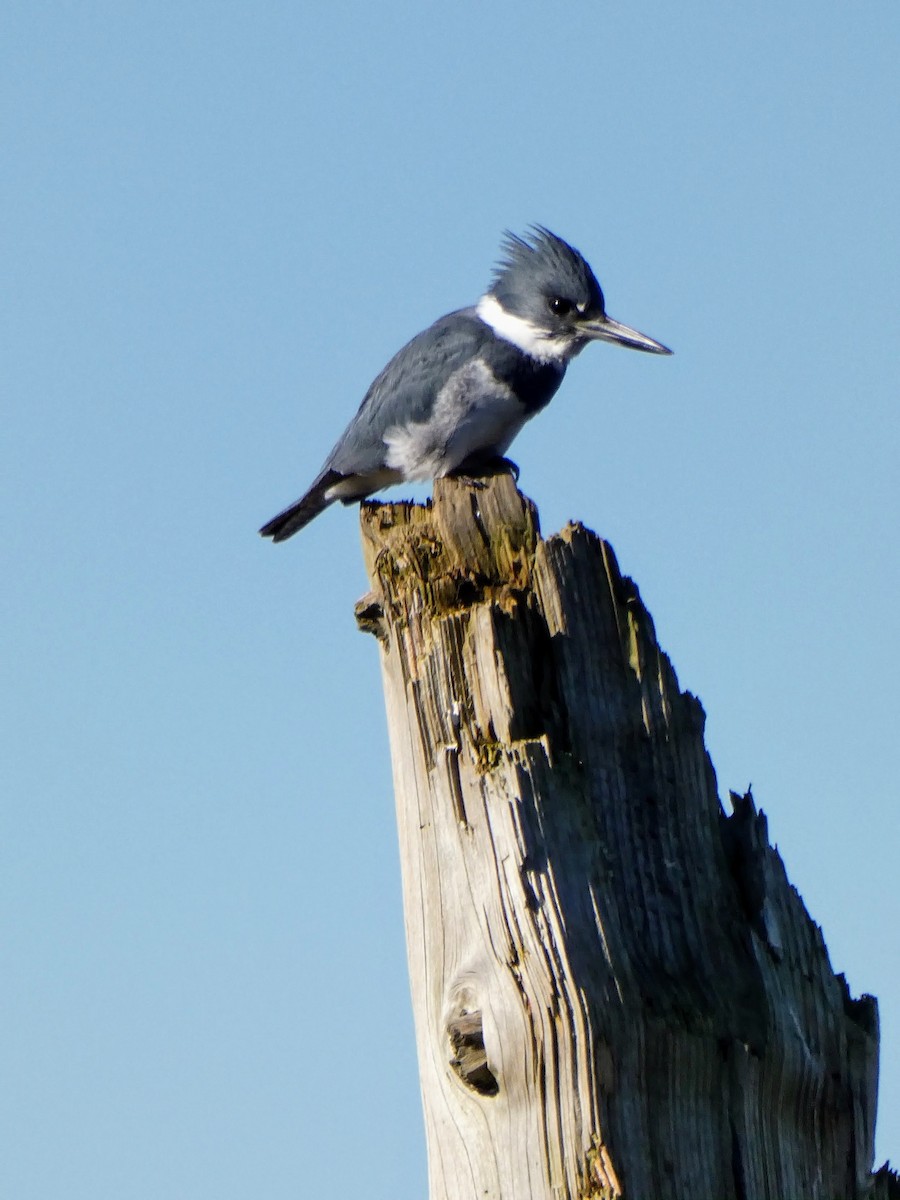 Belted Kingfisher - Anne Buckley