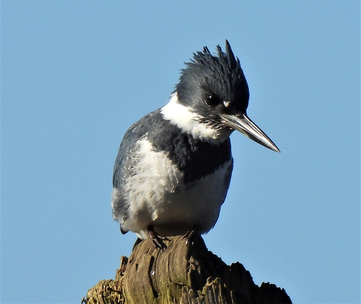 Belted Kingfisher - ML410289581