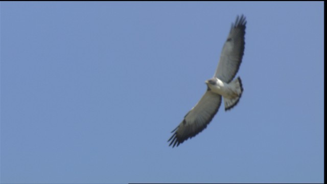White-tailed Hawk - ML410290
