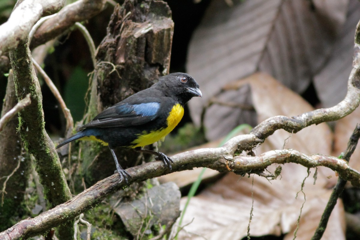 Black-and-gold Tanager - ML41029171