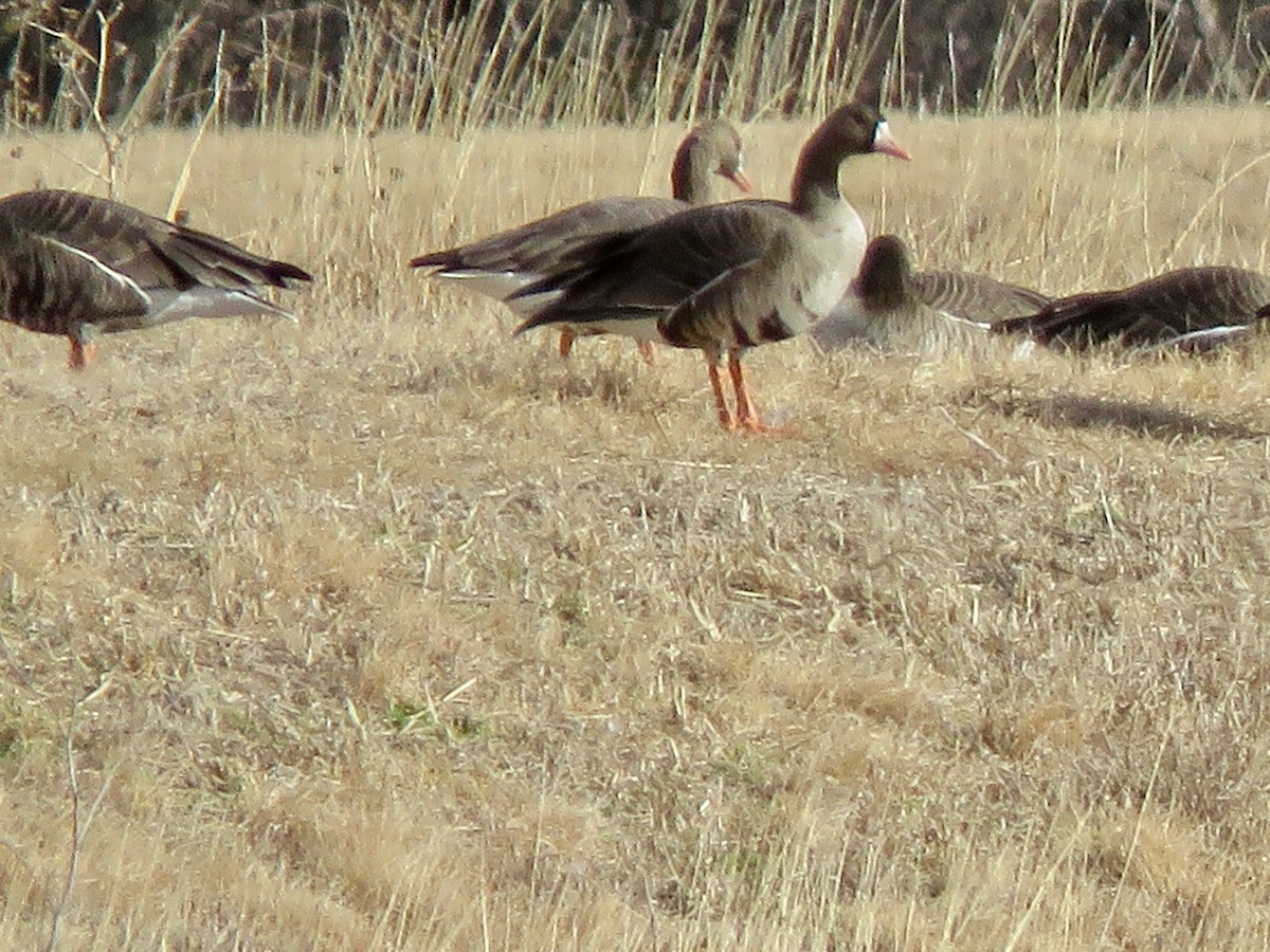 Greater White-fronted Goose - ML410300041