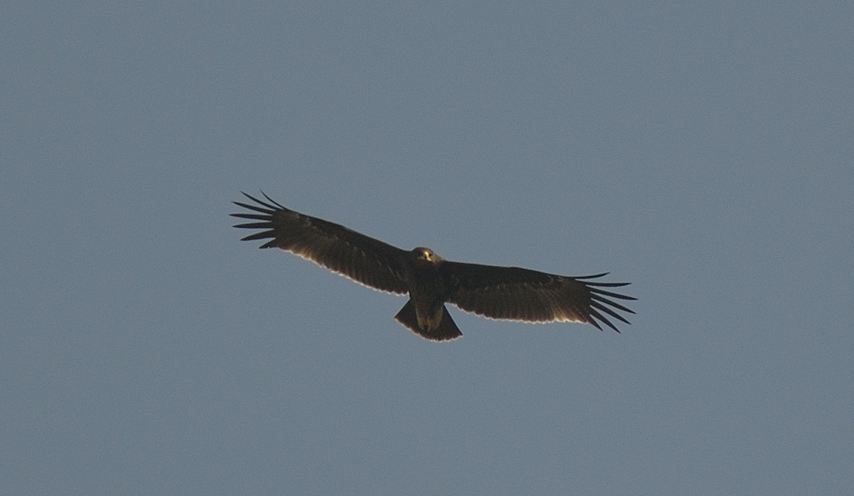 Greater Spotted Eagle - ML41030381