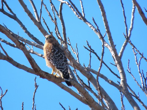 Red-shouldered Hawk - Lena Hayashi