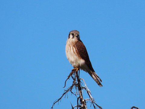 American Kestrel - Lena Hayashi