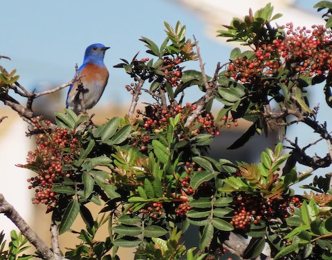 Western Bluebird - Lena Hayashi