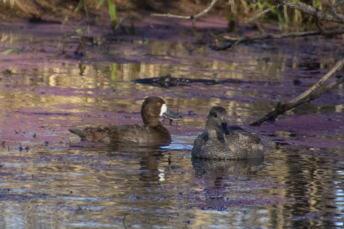 Greater Scaup - ML410308361
