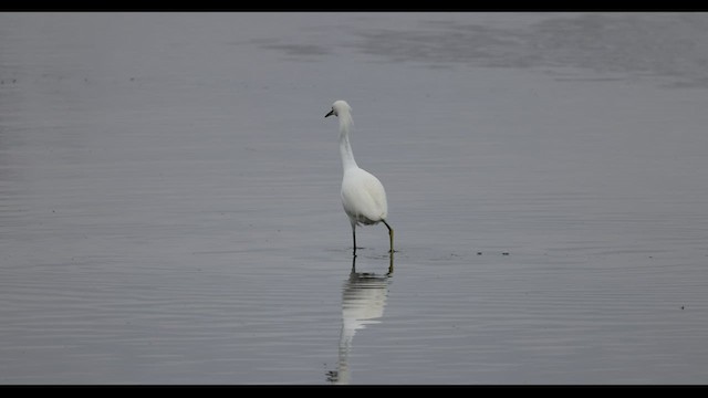 Snowy Egret - ML410308661