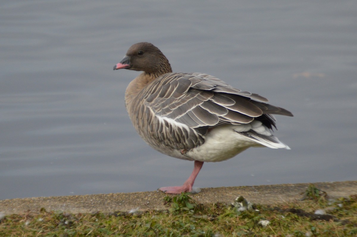 Pink-footed Goose - Michael Mulqueen