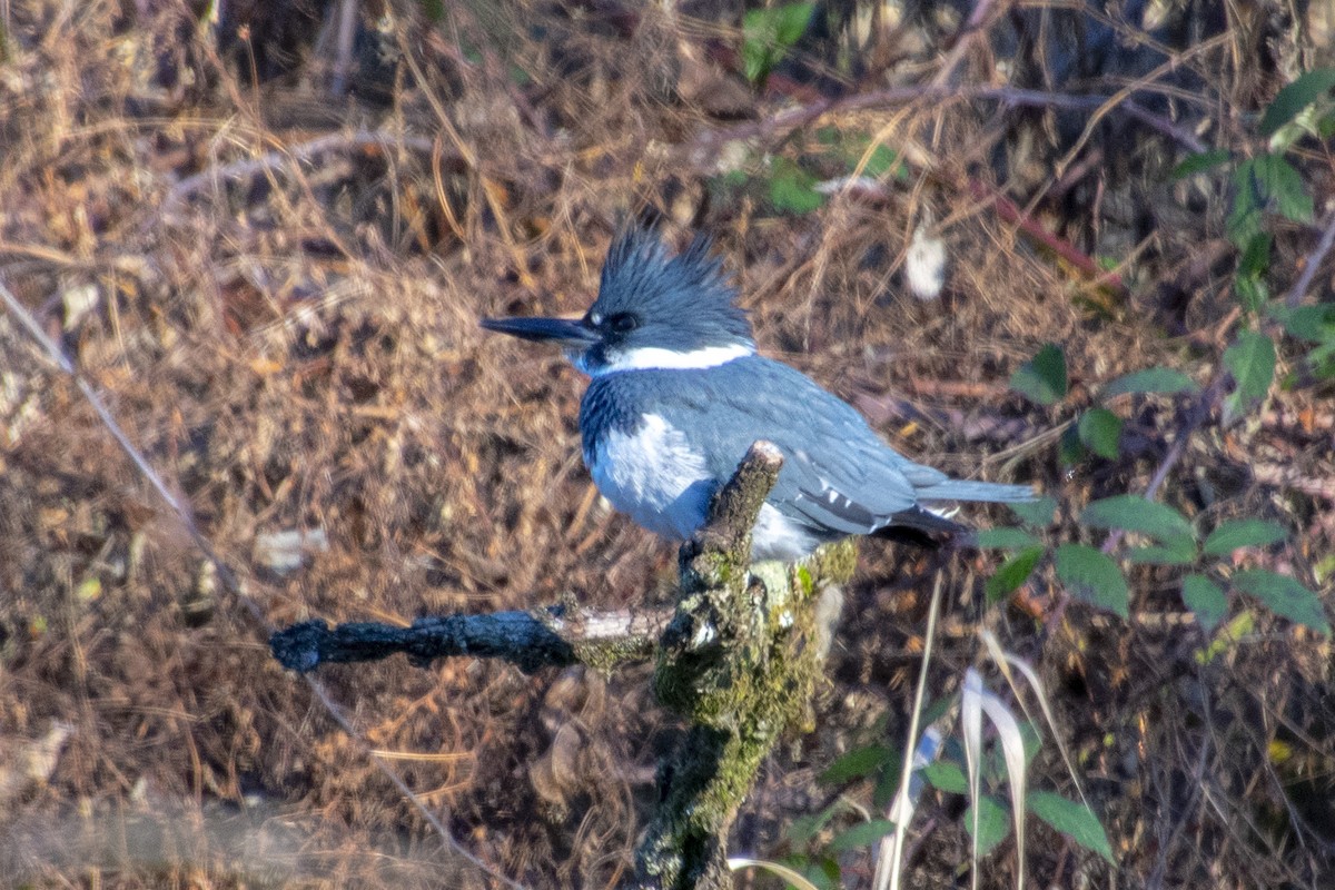 Belted Kingfisher - ML410309961
