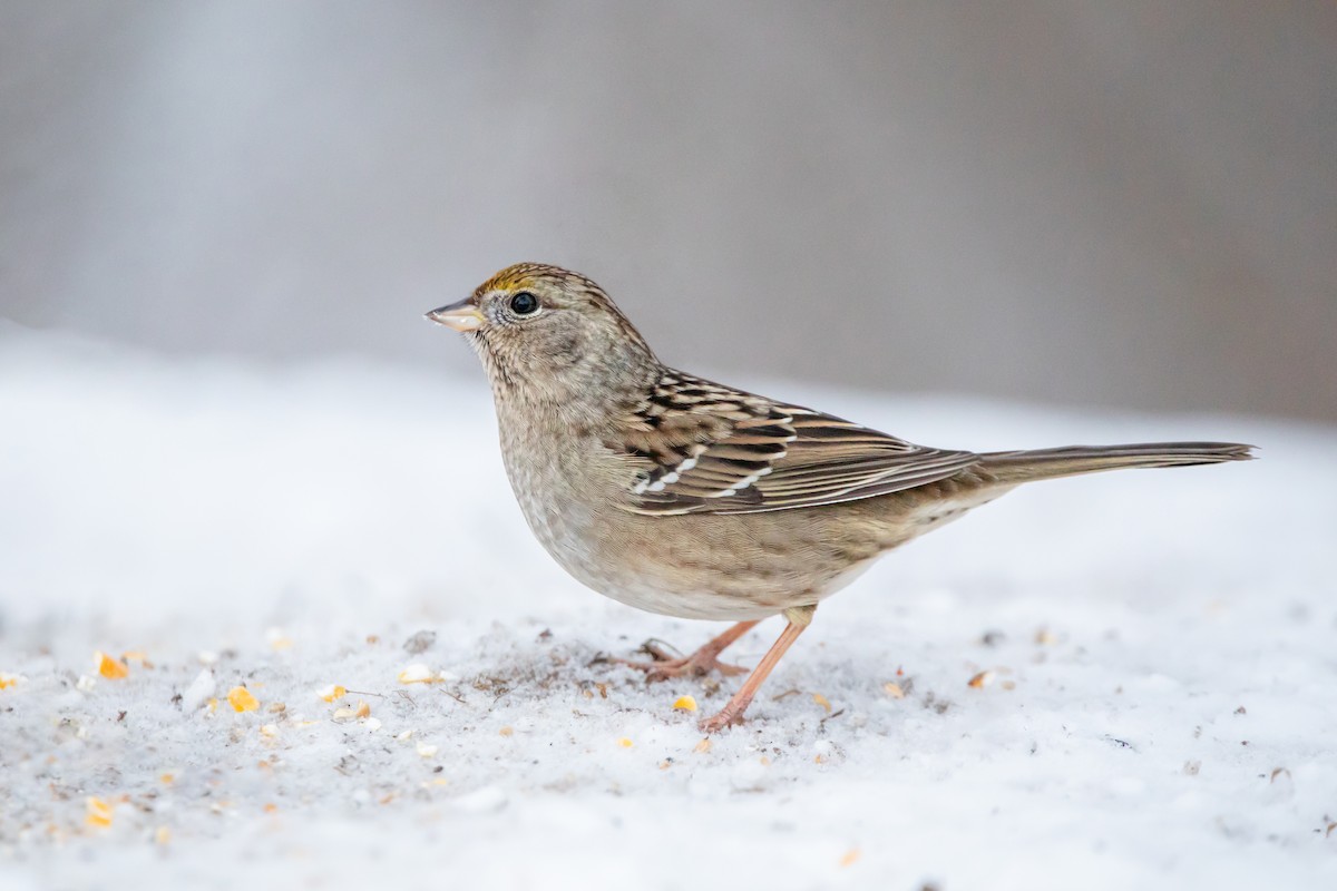 Golden-crowned Sparrow - ML410310451